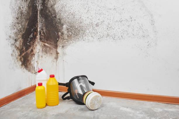 Best Mold Remediation for Healthcare Facilities  in Houston, MO