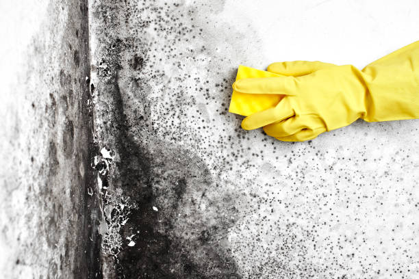 Best Basement Mold Removal  in Houston, MO