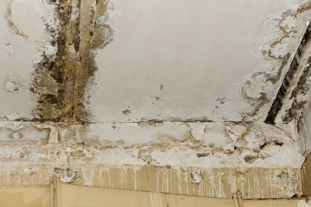 Best Residential Mold Inspection & Testing  in Houston, MO